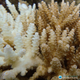 This is how corals respond to low-salinity levels.